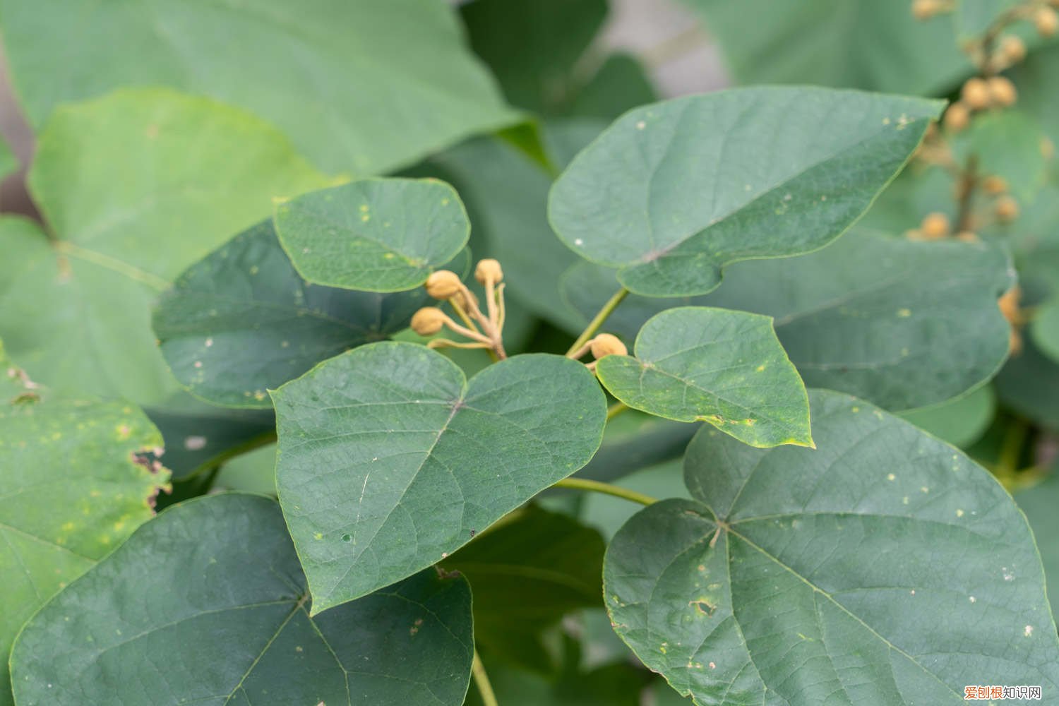泡桐花怎么养,种植技术与管理 泡桐花怎么养，种植技术