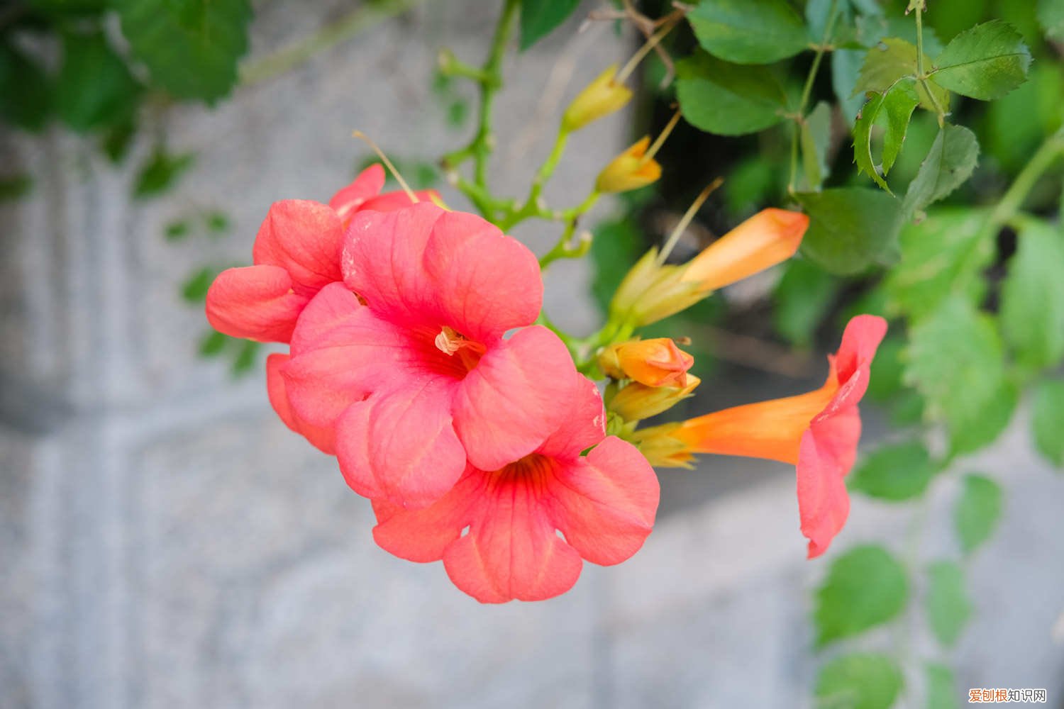 凌霄花盆栽用多大的盆 凌霄花盆栽能爬满墙吗,需要多大的盆
