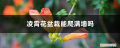 凌霄花盆栽用多大的盆 凌霄花盆栽能爬满墙吗，需要多大的盆