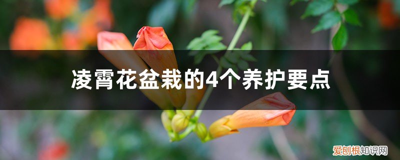 凌霄花冬天会不会被霜冻死 凌霄花盆栽的4个养护要点,冬天会冻死吗