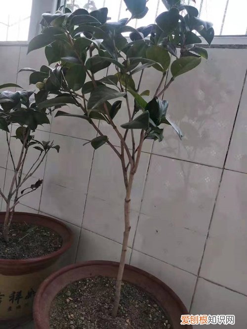 图 冬天茶花要怎么养护 怎么给茶花疏蕾