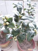 图 冬天茶花要怎么养护 怎么给茶花疏蕾