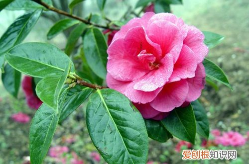 图 冬天茶花要怎么养护 怎么给茶花疏蕾