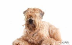 纽芬兰是禁养犬吗 纽芬兰犬中国禁养么