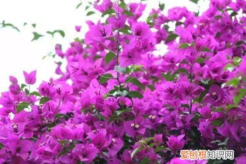 图 三角梅要怎么控水 三角梅要何时控水