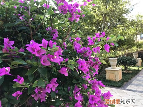 图 三角梅要怎么控水 三角梅要何时控水