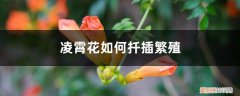 凌霄花如何扦插繁殖,扦插方法和时间图解 凌霄花如何扦插繁殖，扦插方法和时间