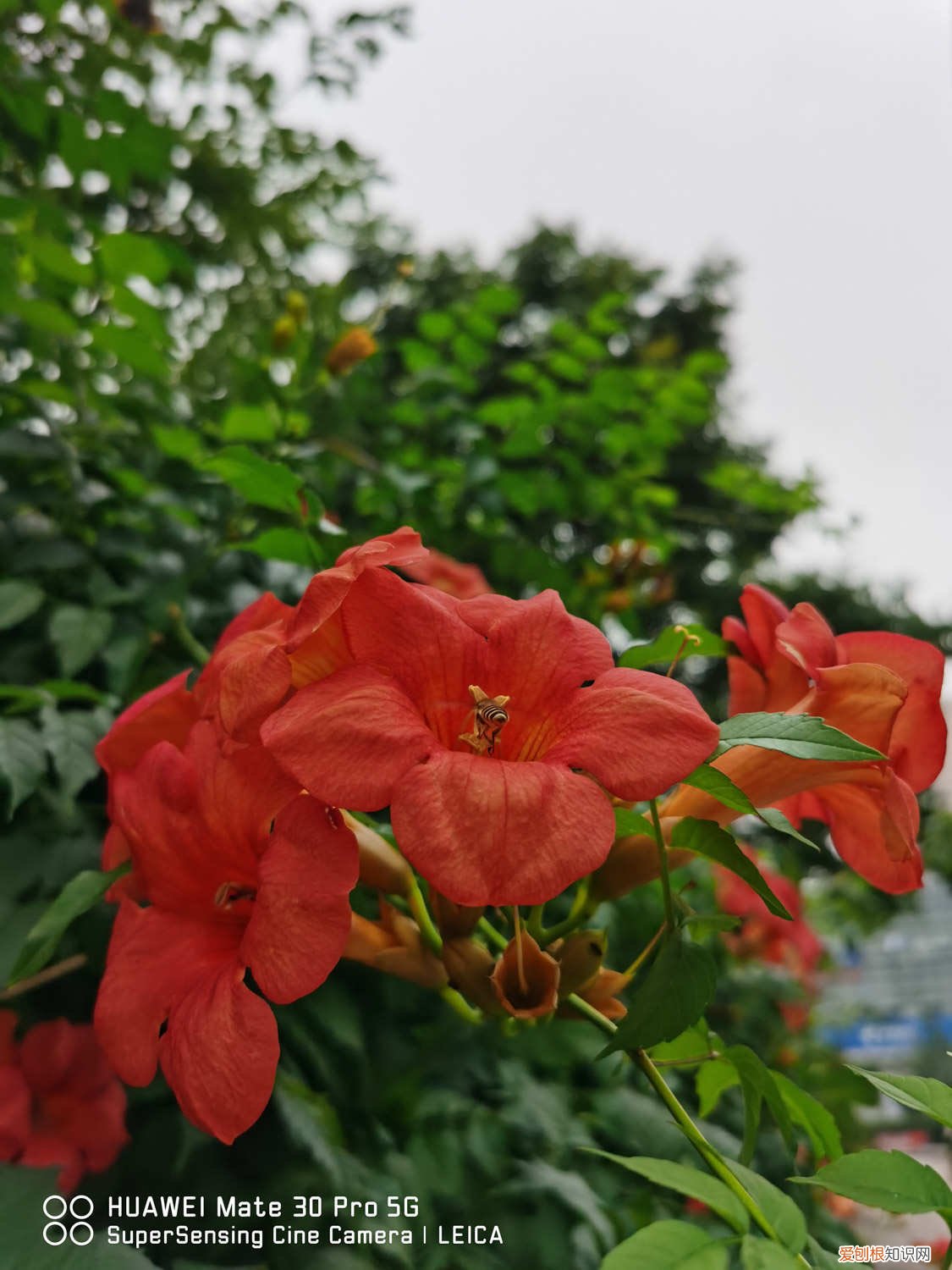 凌霄花需要太阳吗 凌霄花喜欢水吗，喜欢太阳吗
