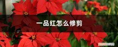 一品红的枝叶全部修剪能活吗 一品红怎么修剪，什么时候剪枝