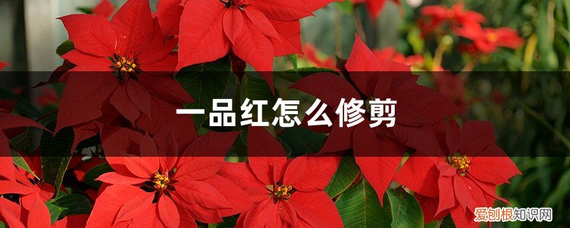 一品红的枝叶全部修剪能活吗 一品红怎么修剪，什么时候剪枝