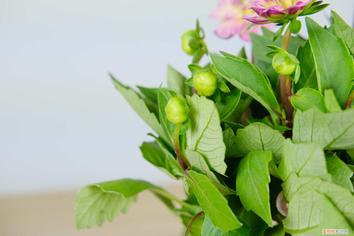 小丽花谢了后怎么处理 小丽花开花后怎么处理,怎么剪