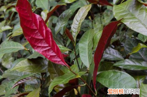 图 红背桂怎么养护 红背桂的养护方法有哪些
