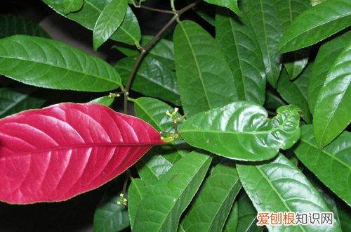 图 红背桂怎么养护 红背桂的养护方法有哪些