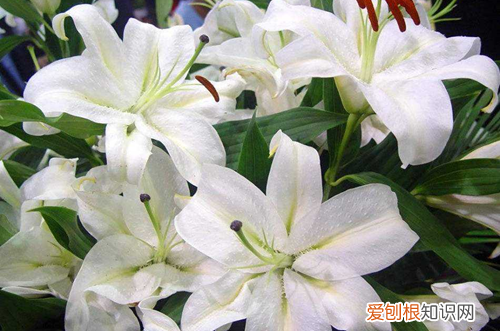 图 麝香百合的花期怎么调控 麝香百合怎么养