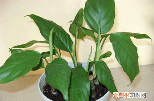 图 万年青冬天怎么养 万年青冬天的养护技巧