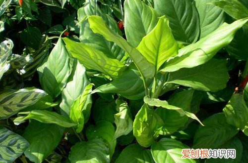 图 万年青冬天怎么养 万年青冬天的养护技巧