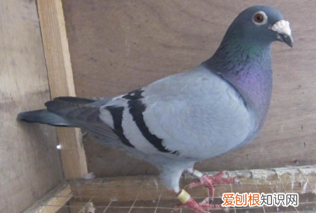 鸽子几个月会咕咕叫，鸽子，鸽子刚会咕咕叫是几个月大?