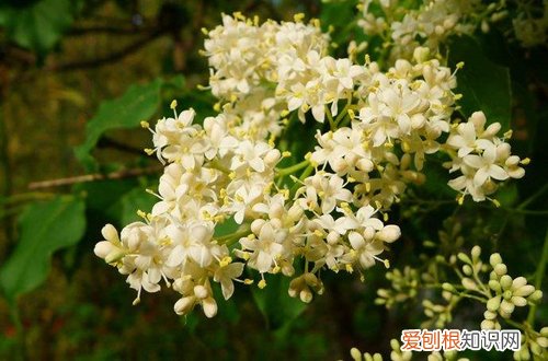 图 丁香花冬天怎么养 丁香花冬天怎么防寒