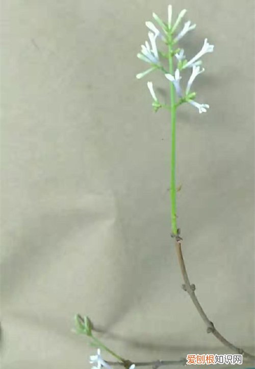 图 丁香花冬天怎么养 丁香花冬天怎么防寒