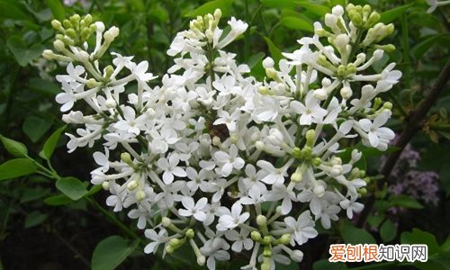 图 丁香花冬天怎么养 丁香花冬天怎么防寒