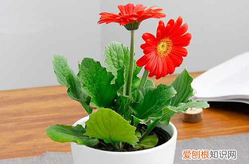 图 扶郎花怎么养护 扶郎花的养护有哪些