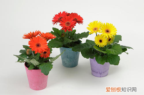 图 扶郎花怎么养护 扶郎花的养护有哪些