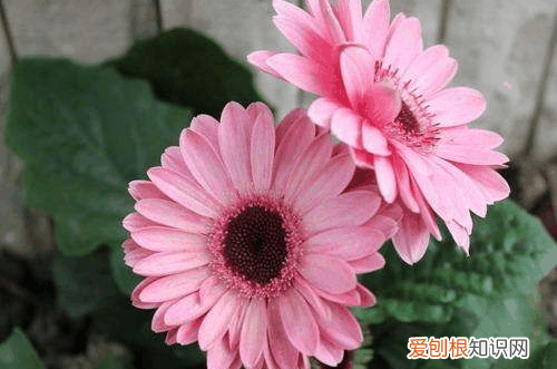 图 扶郎花怎么养护 扶郎花的养护有哪些