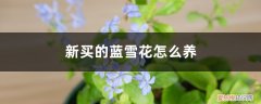 新买的蓝雪花怎么养活 新买的蓝雪花怎么养