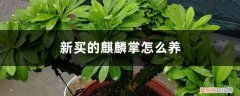 刚买的麒麟掌怎么种 新买的麒麟掌怎么养
