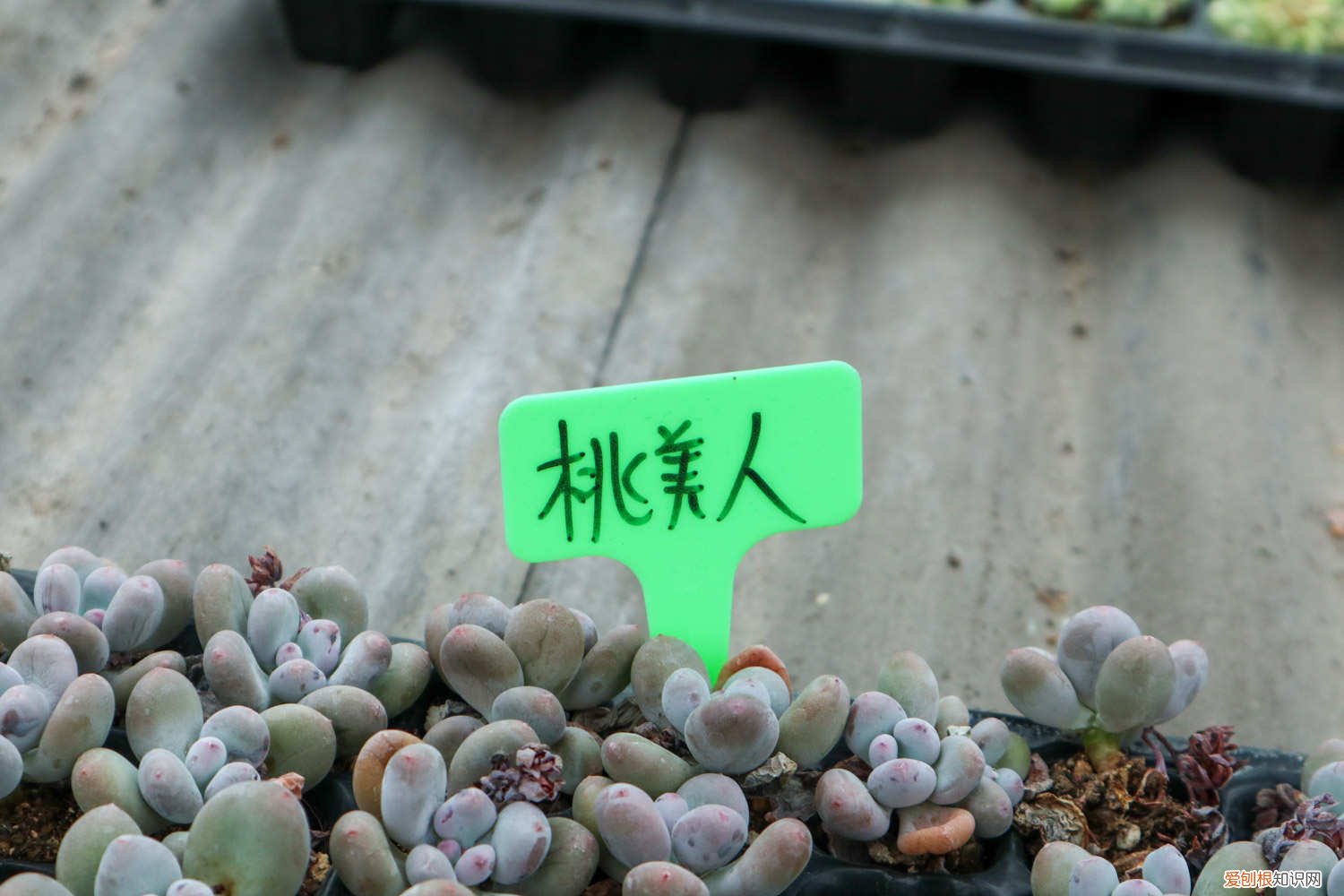 桃美人怎么种植 新买的桃美人怎么养