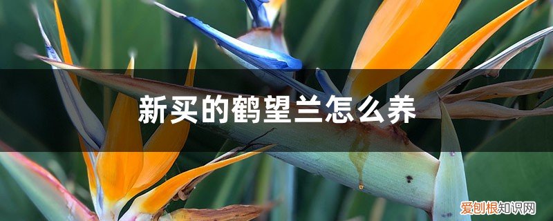鹤望兰花怎样养 新买的鹤望兰怎么养