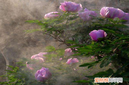 图 秋天花卉怎么养护 秋天怎么给花卉浇水