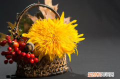 图 秋天花卉怎么养护 秋天怎么给花卉浇水