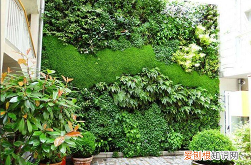 图 毛地黄、黄婵有毒吗，能在室内养护吗(毛地黄怎么养护)