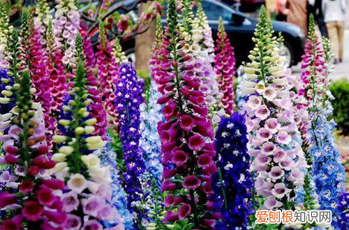 图 毛地黄、黄婵有毒吗，能在室内养护吗(毛地黄怎么养护)