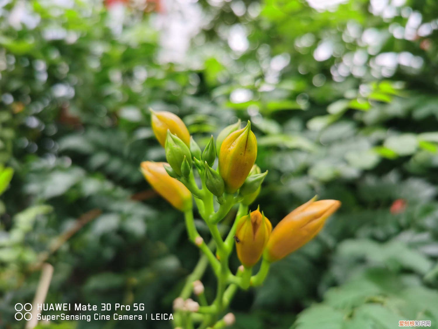 凌霄花苗什么时候开花 凌霄花怎么繁殖方法，是什么季节开的