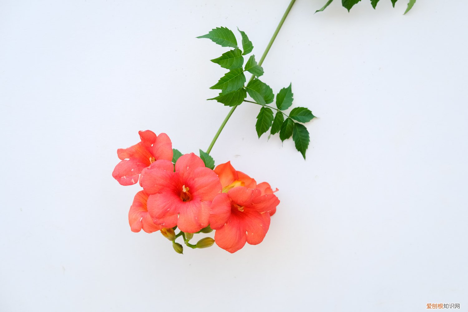 凌霄花藤蔓要修剪吗 凌霄花怎么修剪,是常绿植物吗