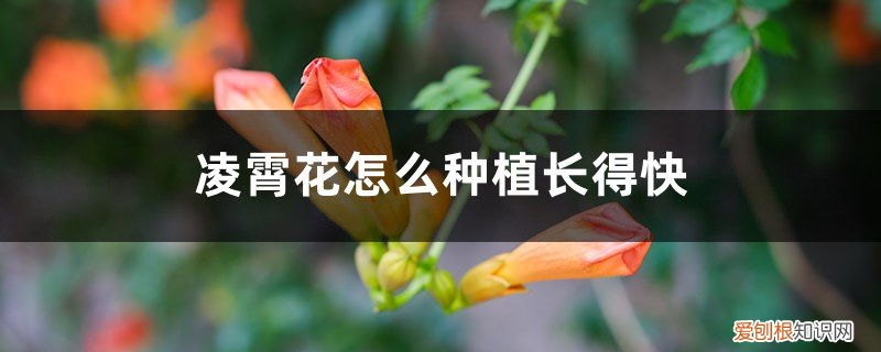 凌霄花苗几年才能开花 凌霄花怎么种植长得快，养几年才开花
