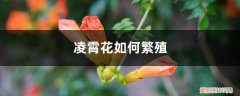 凌霄花如何繁殖,如何移植栽培 凌霄花如何繁殖，如何移植