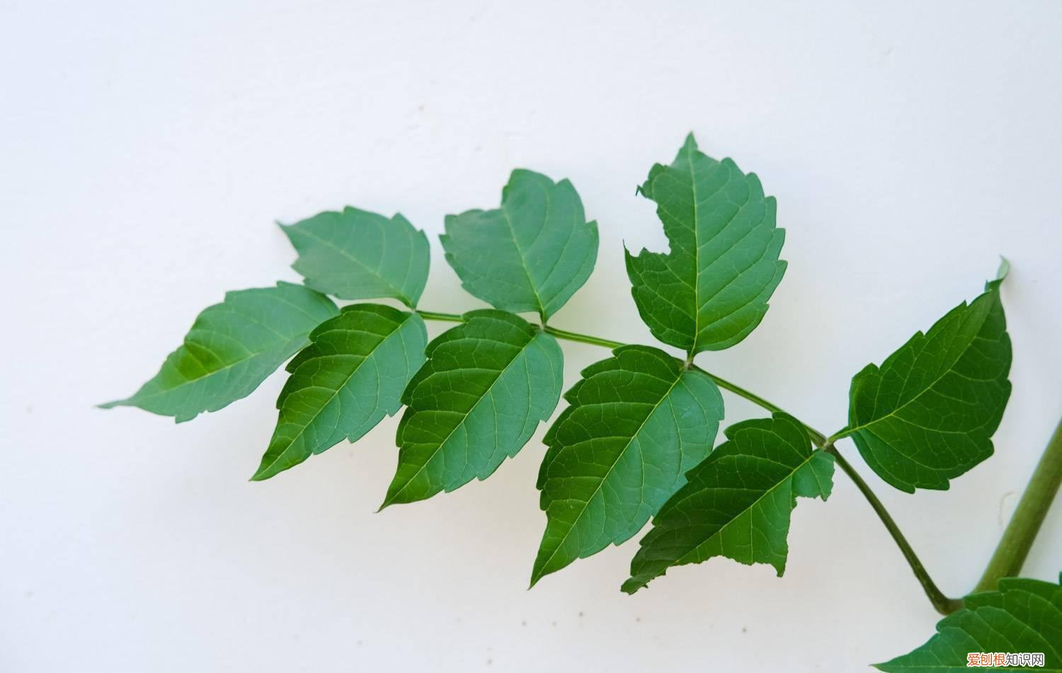 凌霄花开花时可以施肥 凌霄花的栽培与管理，怎样施肥