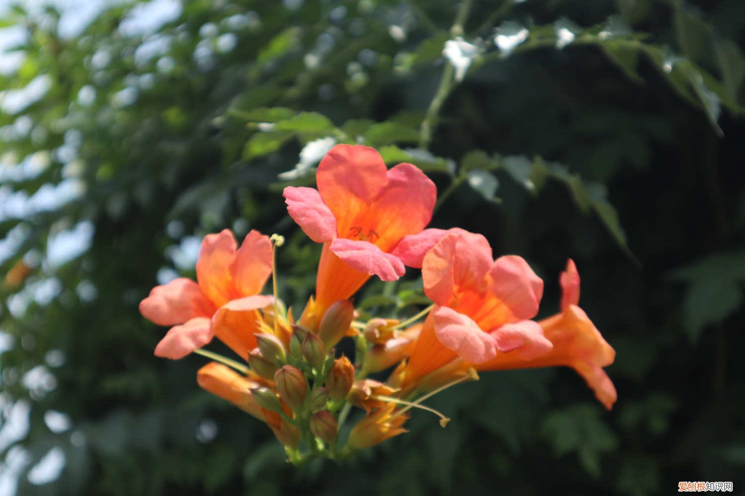 凌霄花开花时可以施肥吗 凌霄花浇水注意什么，多长时间浇水
