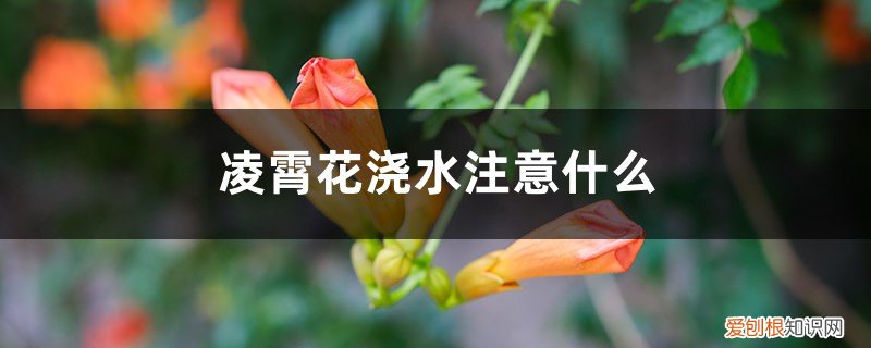 凌霄花开花时可以施肥吗 凌霄花浇水注意什么，多长时间浇水