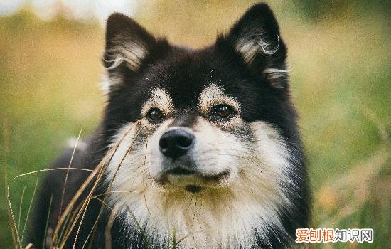 幼犬什么时候打狂犬疫苗? 幼犬什么时候打狂犬疫苗