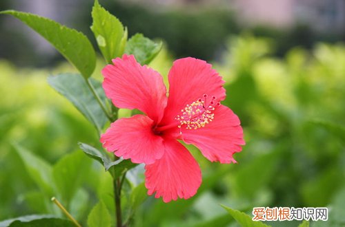 图 朱槿花冬天怎么养 朱槿花黄叶怎么办