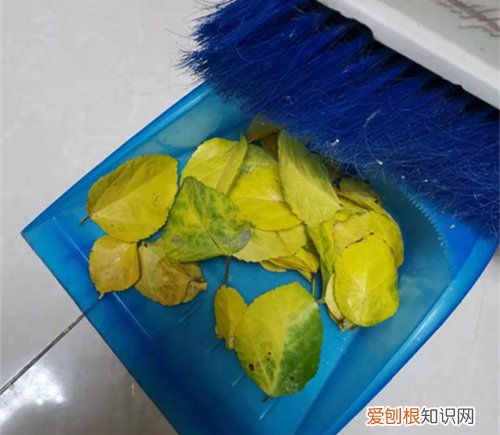 图 朱槿花冬天怎么养 朱槿花黄叶怎么办