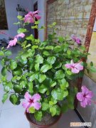 图 朱槿花冬天怎么养 朱槿花黄叶怎么办