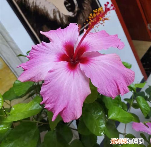 图 朱槿花冬天怎么养 朱槿花黄叶怎么办