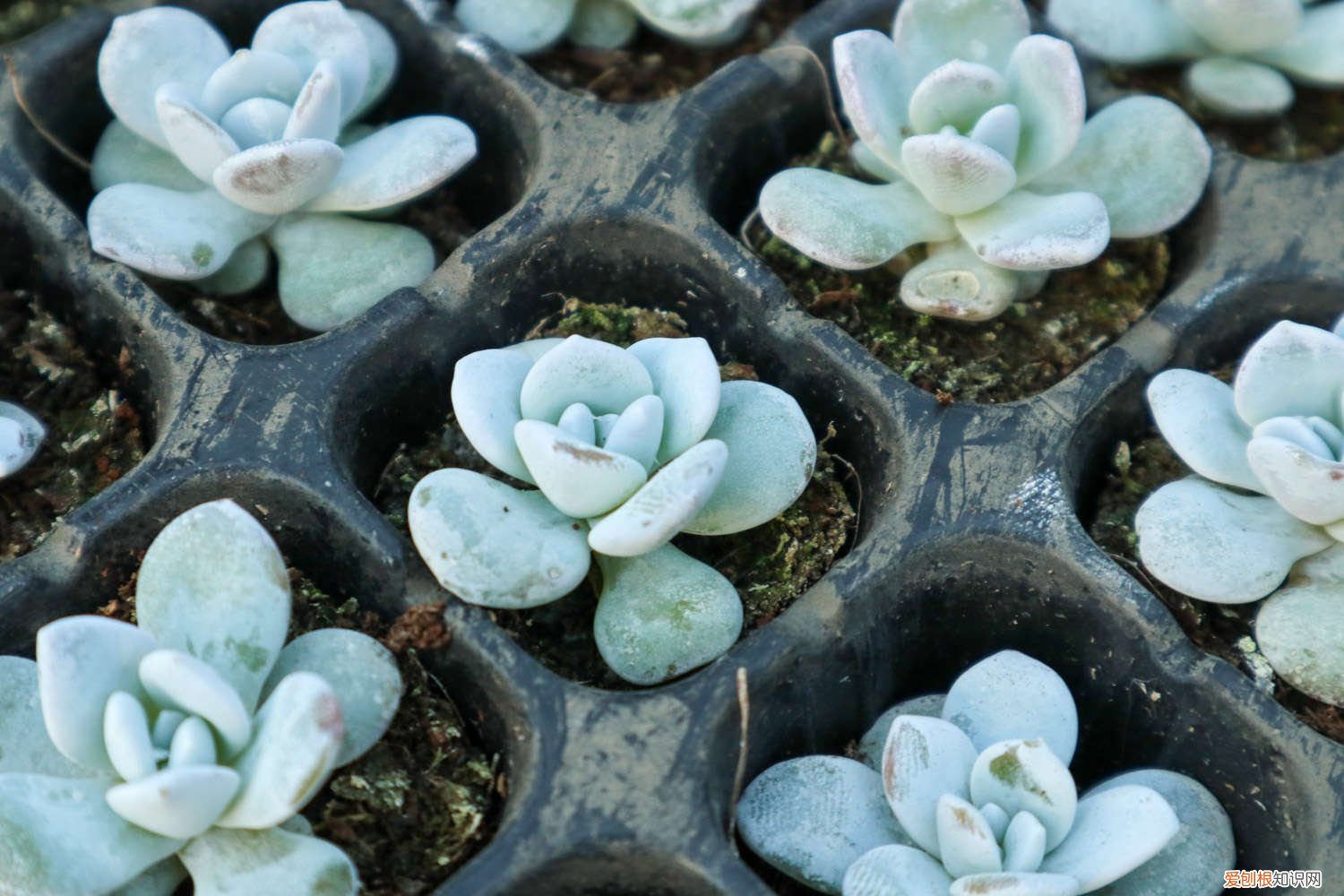 风车草多肉怎么养 纸风车多肉怎么养，怎么控养