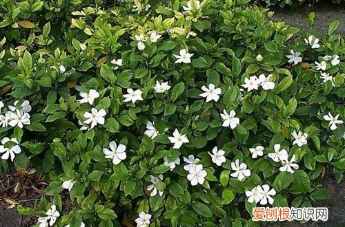 图 小叶栀子花冬天怎么养(大叶栀子花夏天怎么养)