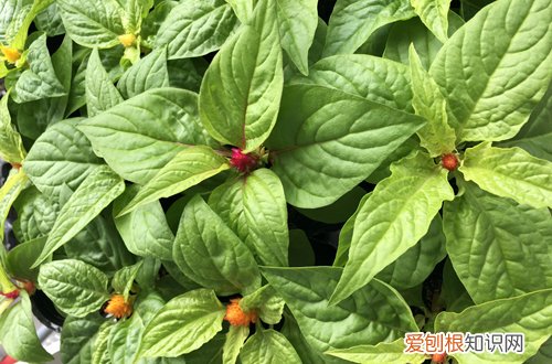 图 鸡冠花怎么养 鸡冠花怎么种植